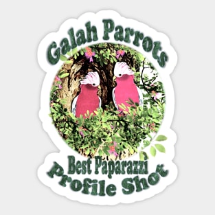 Parrots. Galah Parrots Profile Shot Sticker